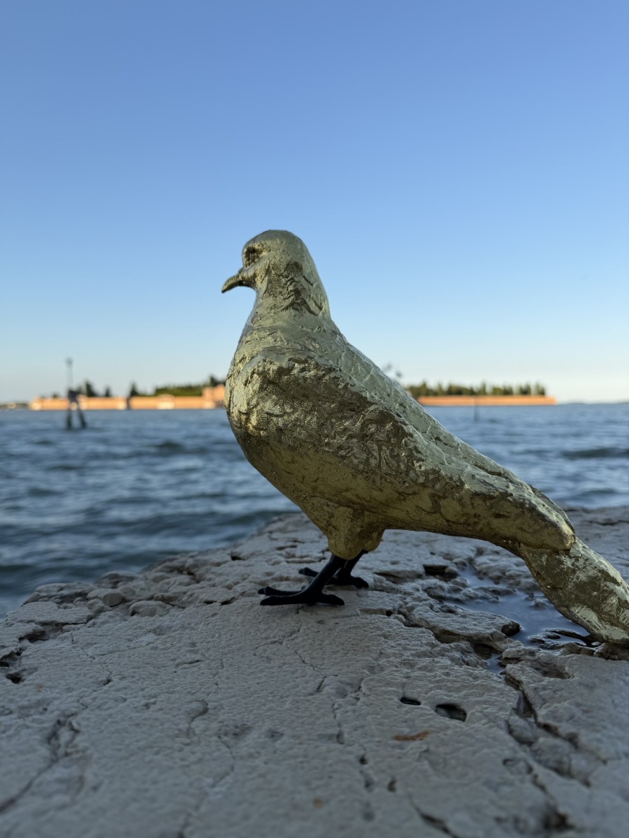 Piccione_Venezia_laguna.jpg